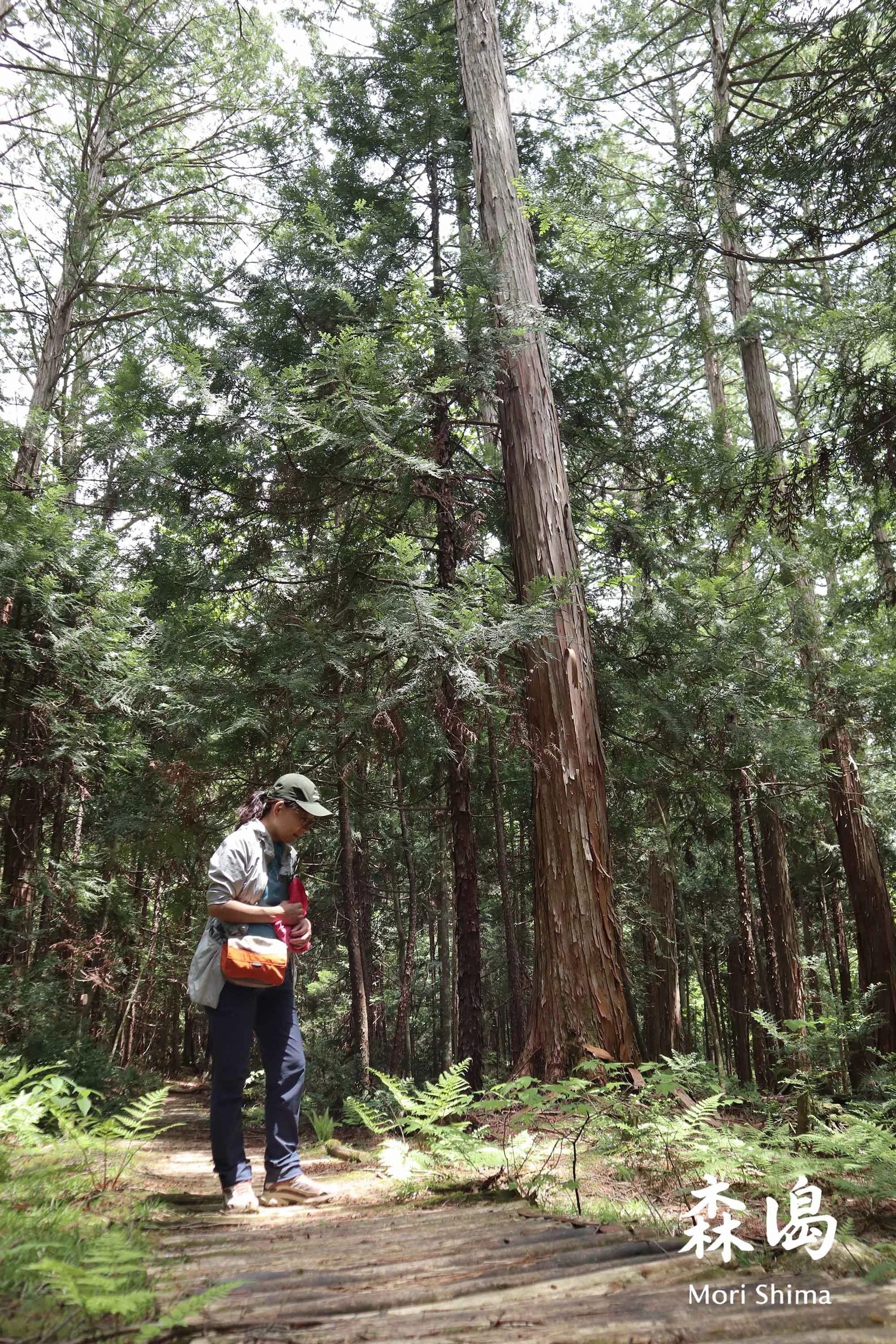 日本赤澤自然休養林
